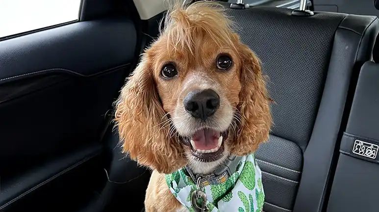 benny finally found his way home