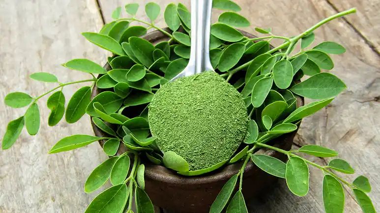 can you feed moringa to your pet