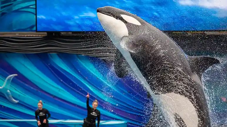 captive killer whales