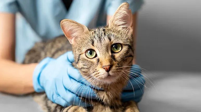 cats gastroesophageal reflux disease gerd