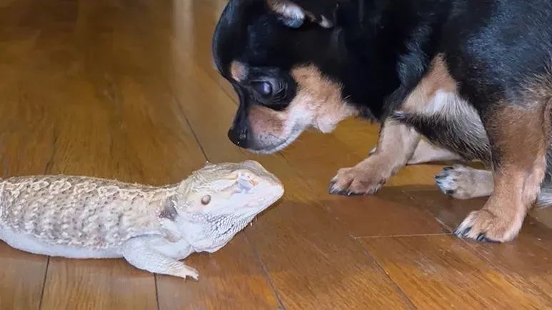 chihuahua adopts lizard as her baby