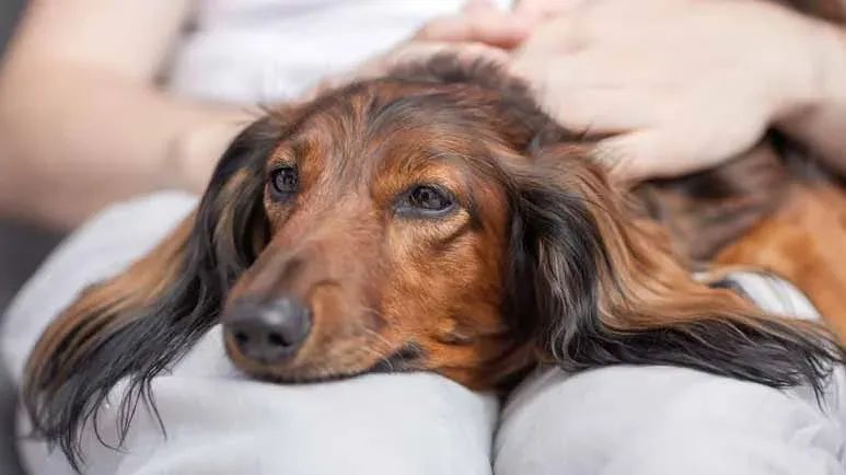 dog cortisol insufficiency