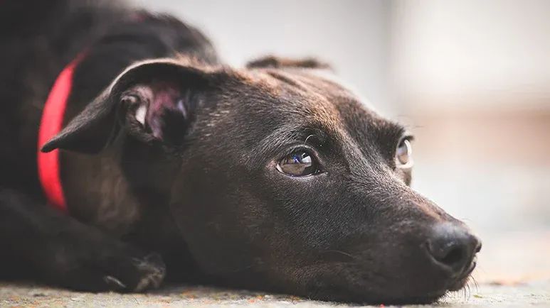 dog myths deserve debunking