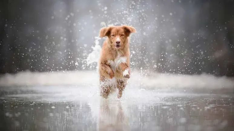 dog splash leptospirosis risk