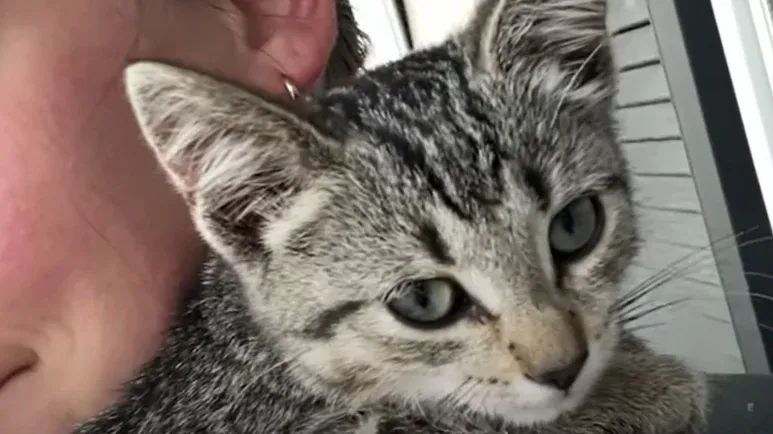feral kitten finds comfort with her chicken bffs