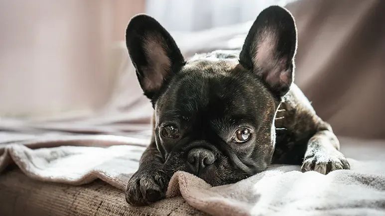 french bulldogs