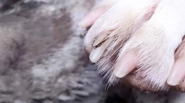 from zoomies to ouchies split nails explained