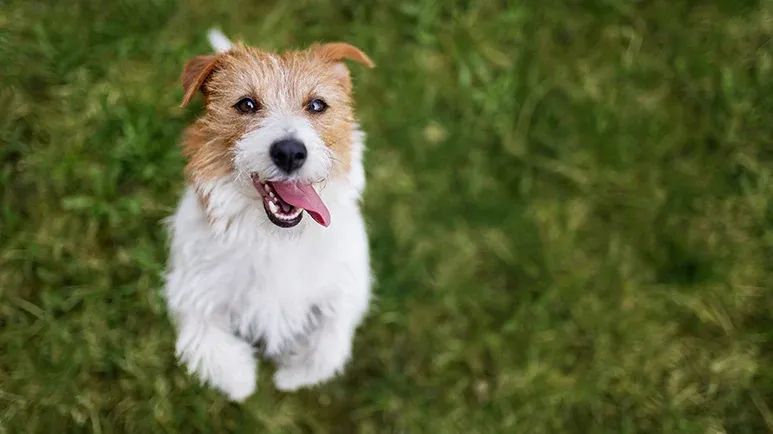 funny but risky canine behaviors