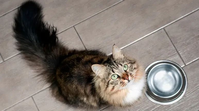 good quality cat food