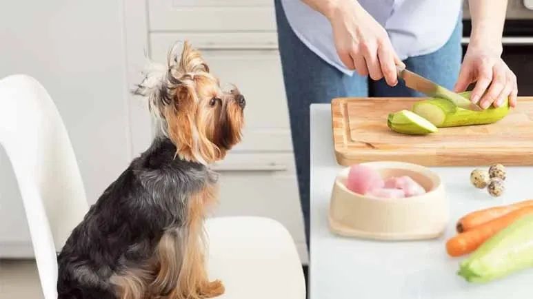 homemade dog food mistakes