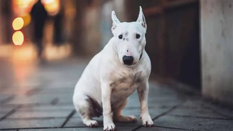 how lethal acrodermatitis affects bull terrier