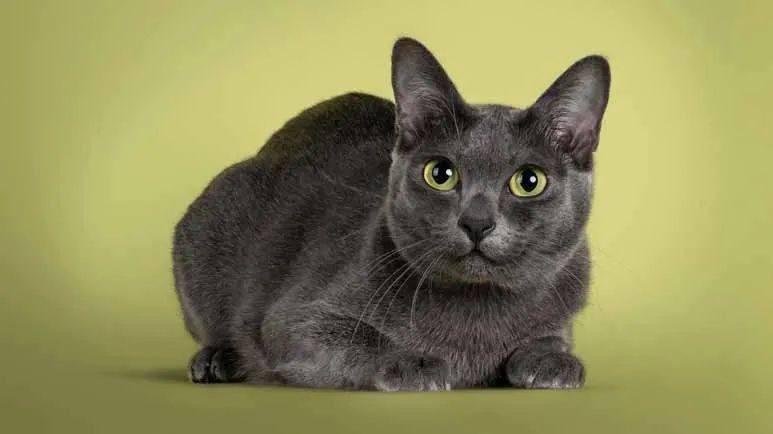 korat cat breed
