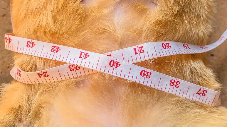 obesity related pet diseases