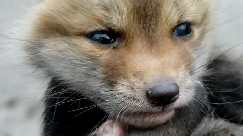 orphaned baby foxes meet and cant stop playing