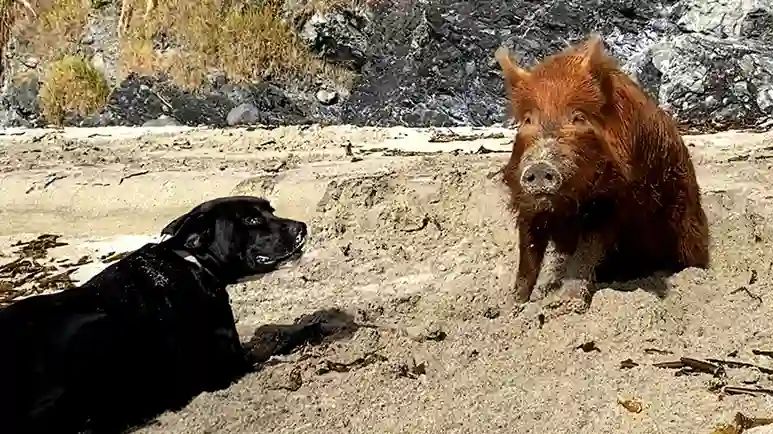 piglet raised by dog gets adopted