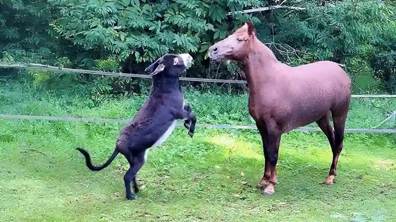 shy donkey melts the heart of grumpy horse