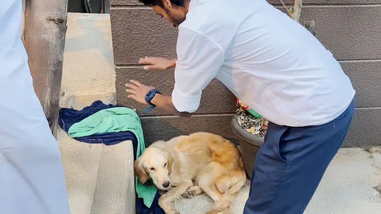 students skip class to save wounded stray dog