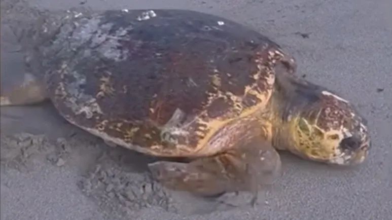 the loggerhead rescue that melted hearts