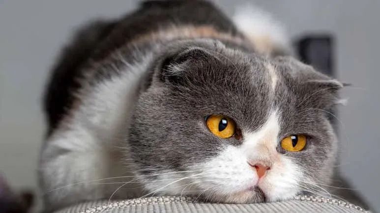 why older cats act different