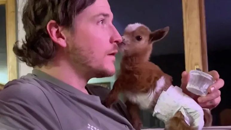 baby goat thinks shes one of the dogs