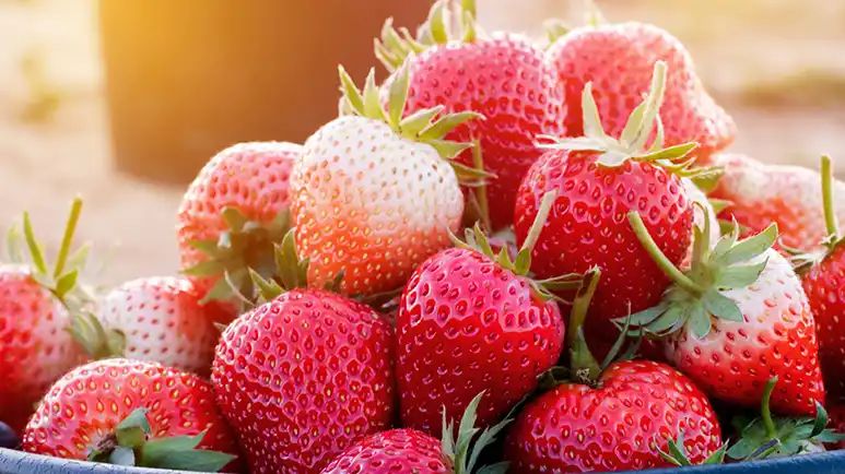 can you feed strawberries to your pets