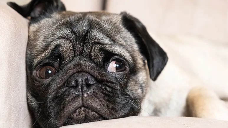 encephalitis when pups wiggles turn to worries