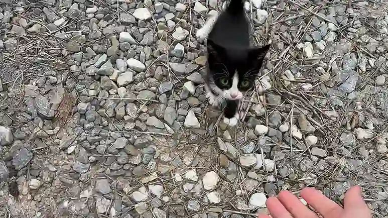 family finds 6 kittens on the highway