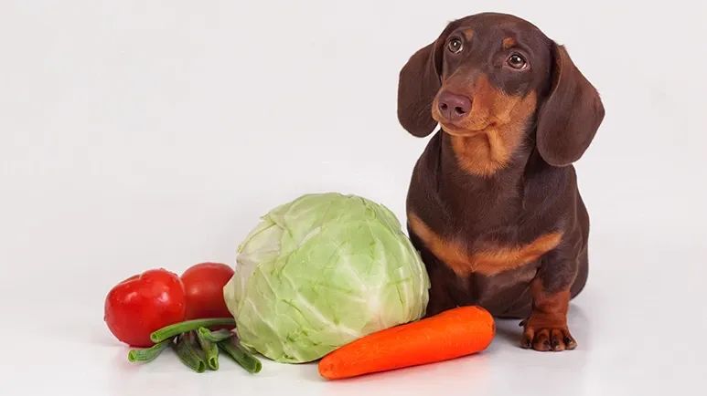fiber benefits for dogs