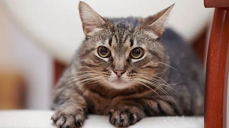 food for overweight cats