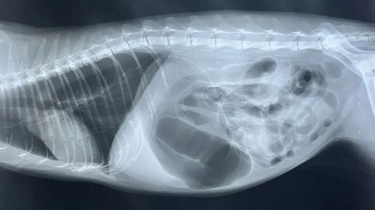 gastric dilatation volvulus