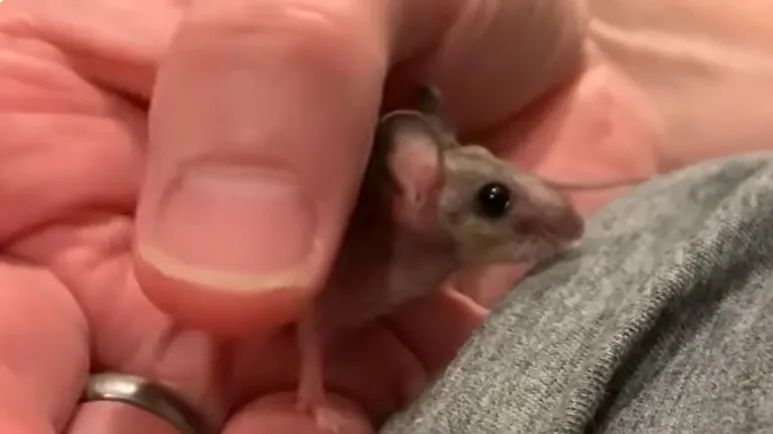 man nurses tiny baby mouse back to life