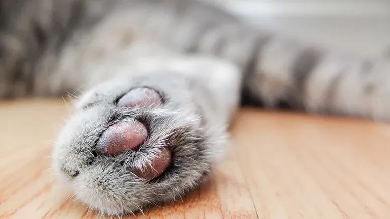 new york to ban cat declawing