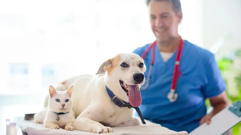 oxygen secrets help pets heal