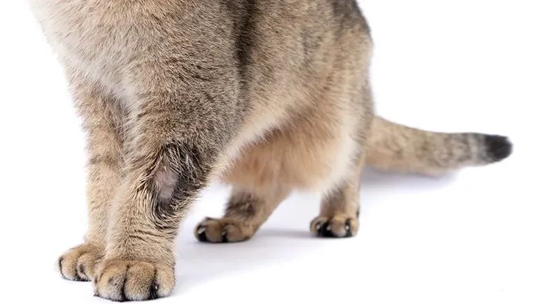 pet patchy fur ringworm