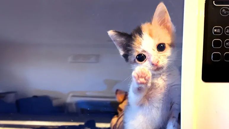 quarantine brings 2 kittens together forever