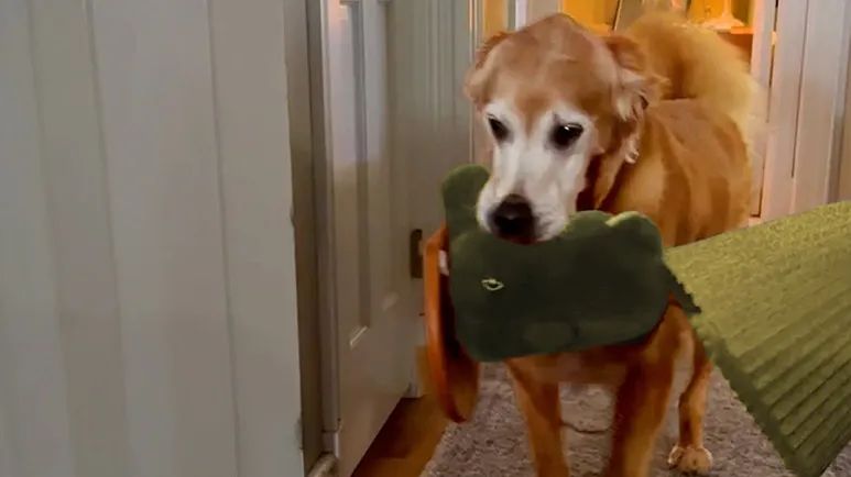 senior golden steals the strangest things for bed