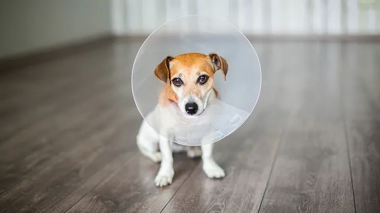 spaying neutering dog health