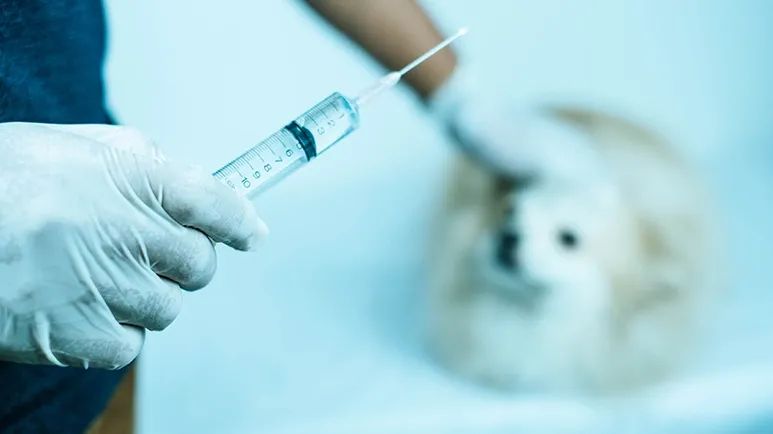 vaccine induced itp