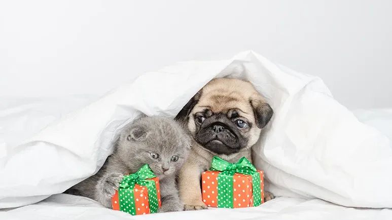 5 basic steps to improve pet health