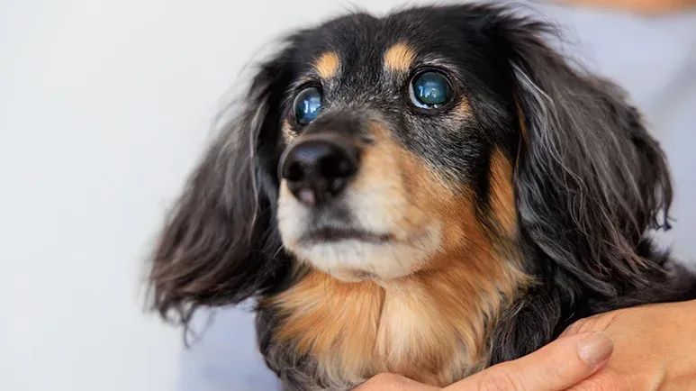 5 diseases causing dog blue eyes