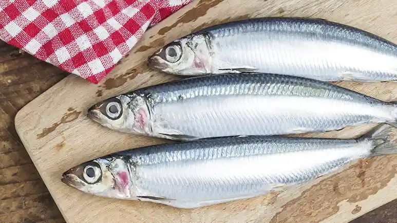 can you feed sardines to your pet