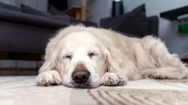 canine cognitive dysfunction