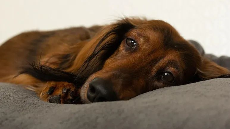 canine cushings disease