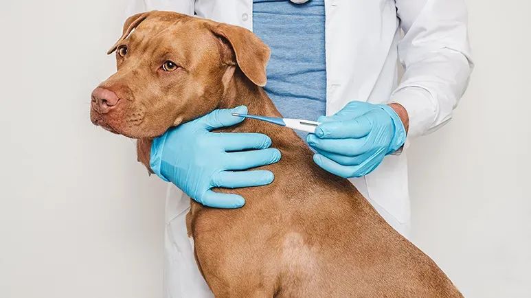 canine influenza virus