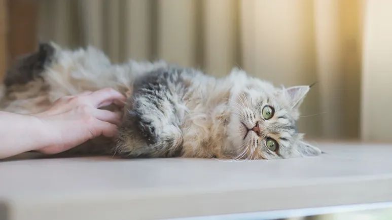 cat belly check saves lives