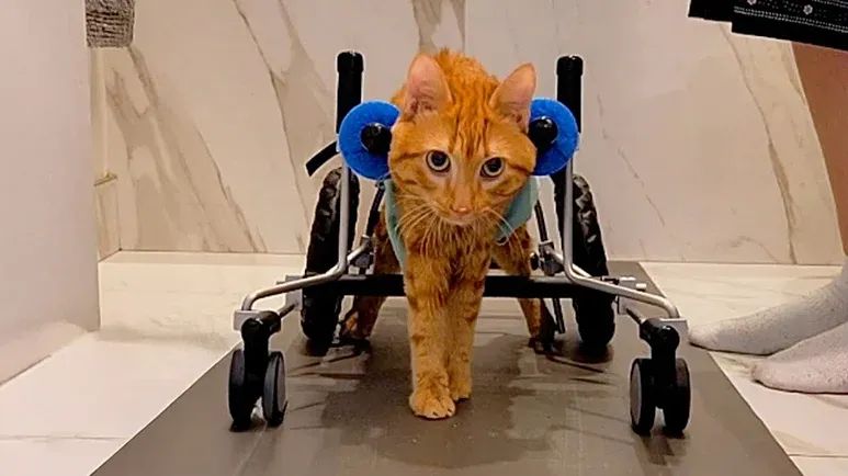 cat with no balance has the cutest kickies