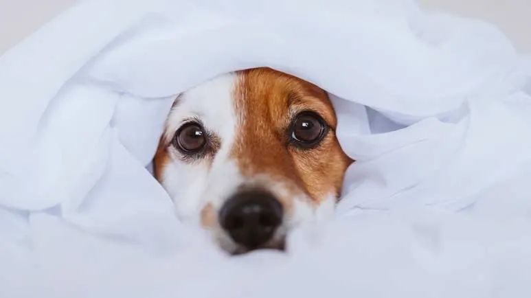 daily mental stimulation for dogs