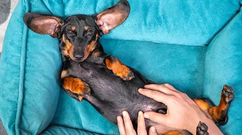 dog gut brain health