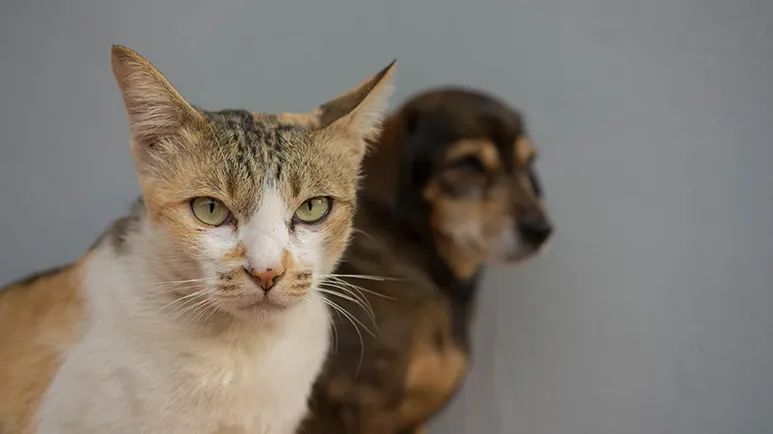 dogs cats cognitive dysfunction syndrome