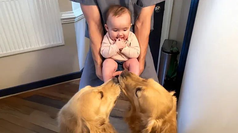 dogs greet baby every morning with love